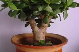 酒鬼花友：玉树、发财树爱喝酒，土里加这种“酒”，老桩苍劲如松图片