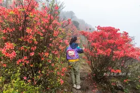 在天露山杜鹃花海丛中劲跳广场舞，这帮广东大妈又火了图片