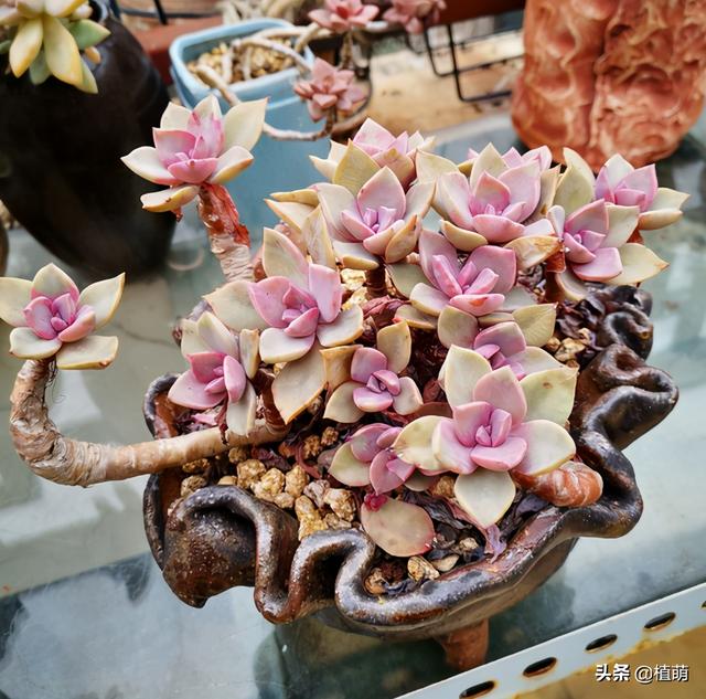 这盆初恋的状态有话说吗?不但叶色粉嫩,饱满,关键还是粗老桩