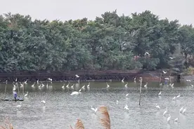 鮀城惊现“鸟中的大熊猫”！引起省专家关注，这与我市重视保护这个有关图片