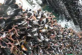 国外成灾，在我国却是极品美味，人称“海中鸡蛋”，15元一斤图片