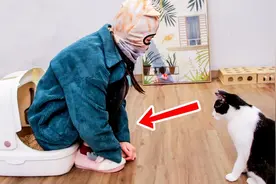 太搞笑了，偷看3种猫咪上厕所动作后，我被这些迷惑姿势骚断了腿图片