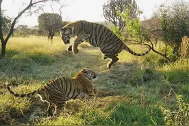 当年被送到非洲大草原的两只华南虎，后来怎么样了？图片