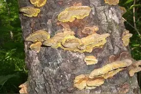桑树上生长，酷似平菇，媲美灵芝，农村遇到，别当柴烧，能卖高价图片