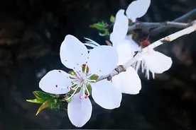 桃花春色暖先开 明媚谁人不看来图片