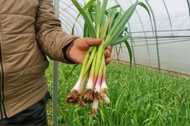 脱贫农户种30个大棚蒜苗，滞销7万斤！这群人知道后，举动暖心了图片