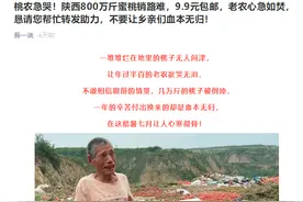 陕西800万斤水蜜桃滞销？官方调查：消息不实 为“电商人员”悲情营销图片