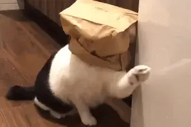 猫咪：调皮而警觉的探险家，好奇害死猫图片