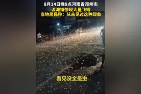 邓州罕见蜉蝣大爆发，一夜之后又集体死亡，是天气突变的征兆吗？图片