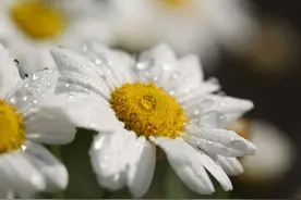 喜欢洁身自爱的星座女，不滥情、不随便，只对喜欢的人好图片