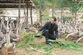 北京高薪白领返乡创业，投二百万创业亏损，靠养鹅翻身挣2000万图片