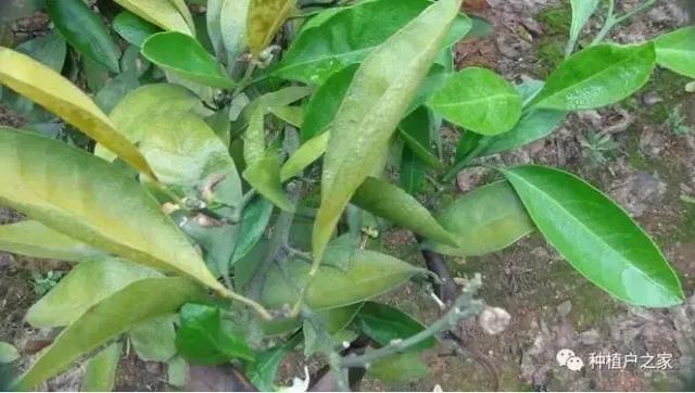 柑桔园缺素预警图，一起来认一认