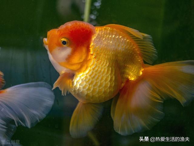 金鱼鱼鳞掉了还能活吗