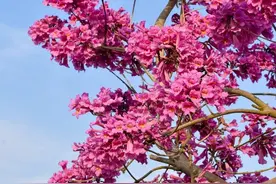 赏网红紫花风铃，水果任摘任吃，鸡鹅任捉，仲有正宗乞丐鸡图片
