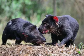 雄性袋獾比平头哥还狠，咬断自己的腿，给妻儿作补品，有趣的知识图片