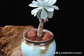 秋天养多肉，掌握5个小妙，养出的多肉盆盆肉嘟嘟图片