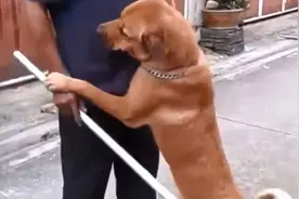 经常打狗狗，会有这5个“后果”图片