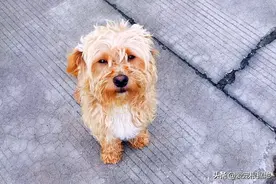 警局门口的流浪狗，特警小哥帮它找到了家，狗狗却不愿意离开图片