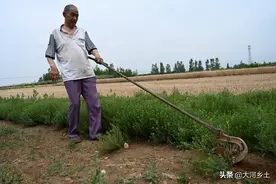 七旬老人打工砸伤胳膊，花20万治疗8个月未好，一只手犁沟种豆图片