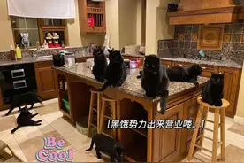 同时养15只黑猫是什么体验？像这样“黑饿势力”来袭图片