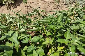 空心菜一晒就“翻白”，巧用草木灰，做好三个工作很关键图片