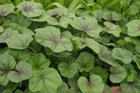 农村这8种蔬菜，也许你没当回事，多吃老人小孩能补钙，记得收藏图片