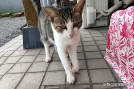 瘦弱的瘸腿猫妈妈，小猫却被它喂得胖乎乎，为了孩子主动投奔人类图片
