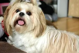 捡到一个小怪兽，脱掉6斤“外套”后，才发现它原本可以那么美图片