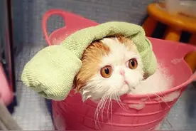 猫咪为啥抗拒洗澡？不是因为讨厌水，而是主人没有掌握正确姿势图片