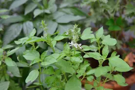 农村老人说用金子都不换的野菜，到底长什么样？一起来认识一下吧图片
