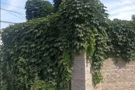 如果不是一场大雨，电影地道战拍摄地在正定高平，而不是保定冉庄图片