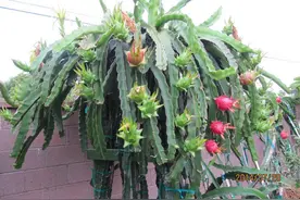 阳台露台养一盆它，皮实好养，挂果期长，果子又大又美又好吃图片