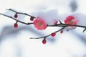 下雪天，手脚冻僵之后怎么办图片