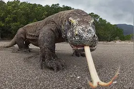 一个成年人被科莫多巨蜥咬了一口，现在的医学水平能救吗？图片