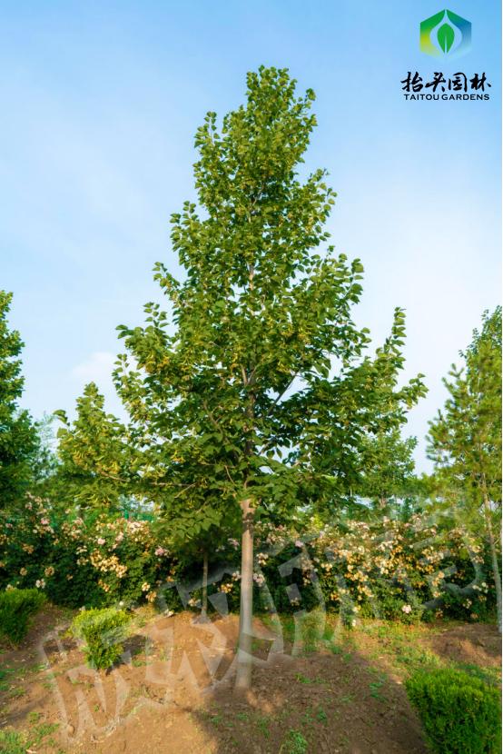 再整干货：叶面肥知识分享，值得收藏