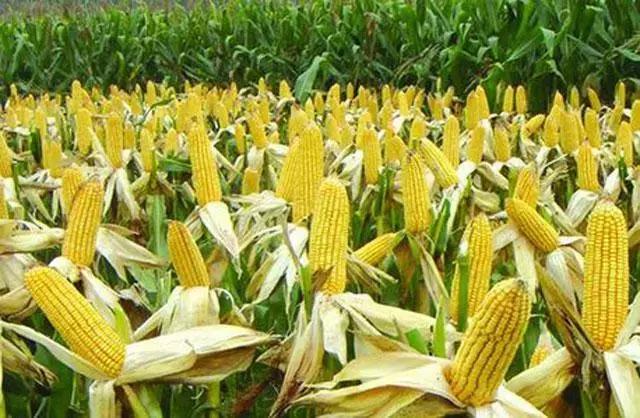 玉米种植,掌握好这10个小技巧