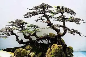 根连丛林式树桩盆景和悬崖式树桩盆景图片