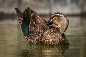 鸭子羽毛不沾水是什么原理，人类是否能发明出“超级排斥表面”图片