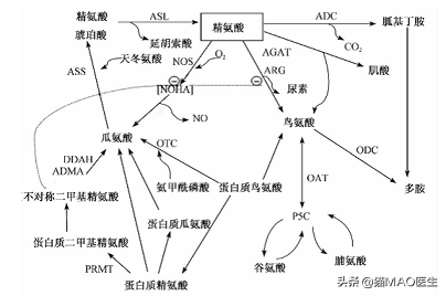 猫咪必需从肉类获取的两种氨基酸，一旦缺乏，将影响猫多功能