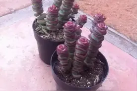 节日，家里摆放4种盆栽植物，吉祥又喜庆图片