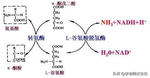 氨基酸的转氨、联合脱氨与脱酰胺作用