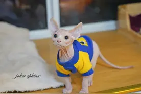 无毛猫闯进邻居家，被邻居当成小怪兽，无猫毛真有那么吓人？图片