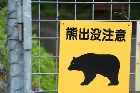 日本82岁老奶奶勇斗强壮黑熊，赤手空拳将其击退，仅脸部被抓伤图片