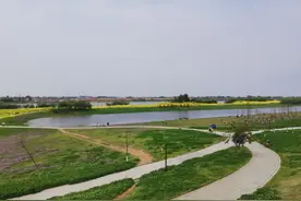 旅游休闲又添好去处！益阳十洲公园200亩油菜花竞艳图片