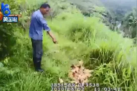 一夜之间500只小鸡离奇死亡，有野兽出没？民警蹲点“元凶”重回现场，竟是......图片