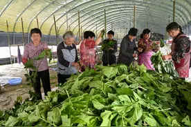 新县：种桑养蚕助农脱贫增收图片