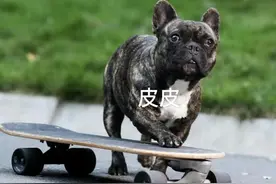 过不一样的“狗生”！河南斗牛犬玩滑板吸粉百万：拐弯、下楼梯样样精通图片