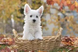 在宠物天堂意大利 毛孩子们过的是什么样的幸福生活？图片