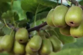 猕猴桃管理进入最后阶段！7月这样做，大果“挤”满枝味道甜如蜜图片