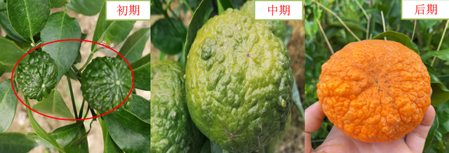 赤霉素使用不当会出现粗皮果，卖价比别人低1块，保果需科学使用